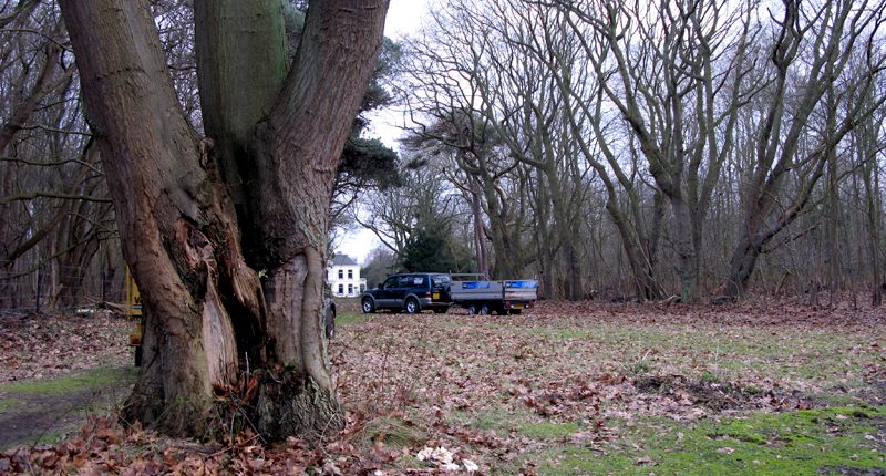 boomveiligheid_natuur