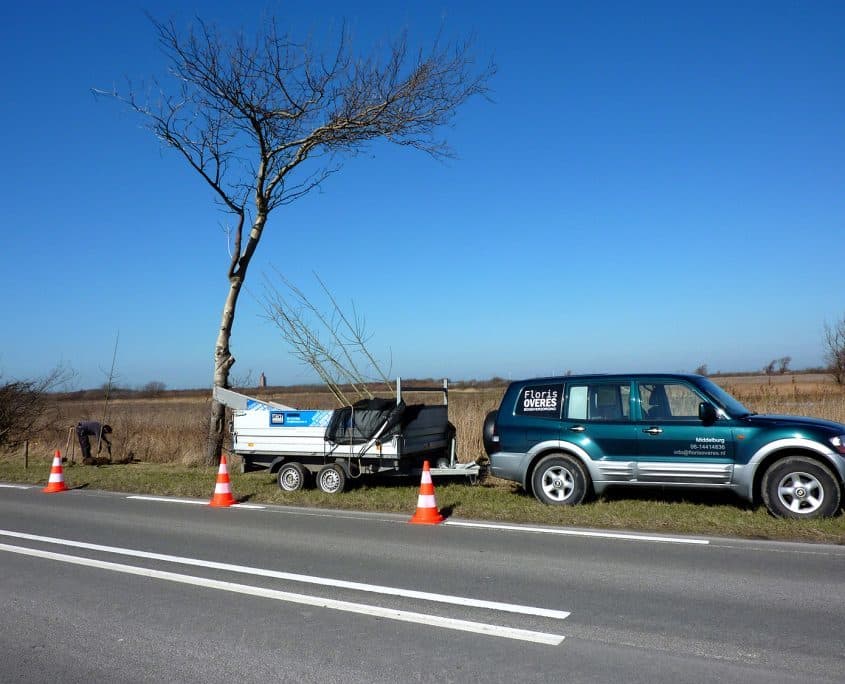 verplanten-bomen